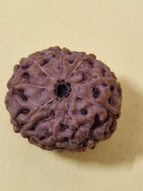 9 Mukhi Indonesian Rudraksha (Big Size with X-Ray) 17mm+ – Divine Energy of Goddess Durga for Power, Protection & Fearlessness