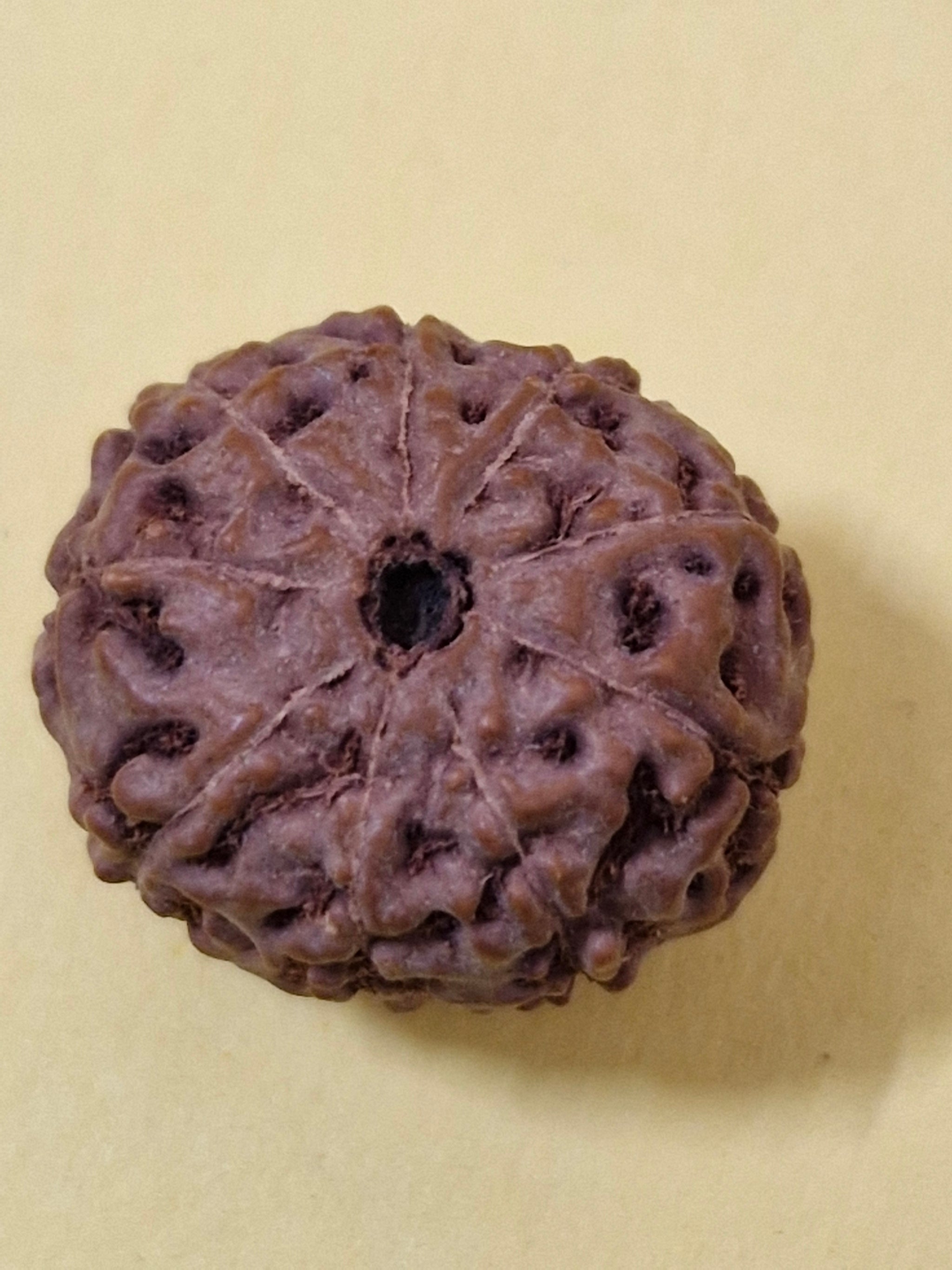 9 Mukhi Indonesian Rudraksha (Big Size with X-Ray) 17mm+ – Divine Energy of Goddess Durga for Power, Protection & Fearlessness
