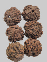 4 Mukhi Rudraksha Wholesale Pack (20–21mm) | Genuine Nepal Beads
