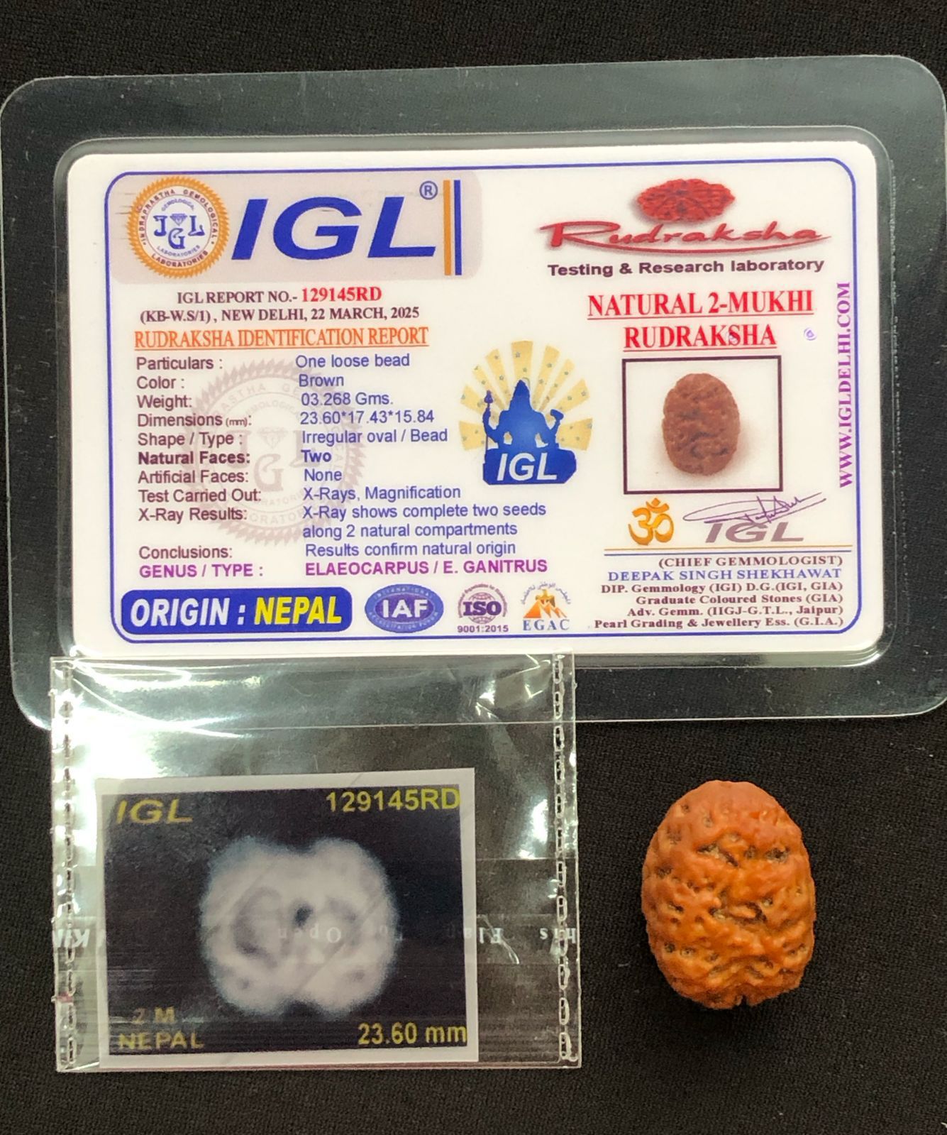 2 Mukhi Nepal Rudraksha (Full Seed) – IGL Certified | Shiv Parvati Kripa for Love, Unity & Relationships