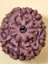 9 Mukhi Indonesian Rudraksha (Big Size with X-Ray) 17mm+ – Divine Energy of Goddess Durga for Power, Protection & Fearlessness