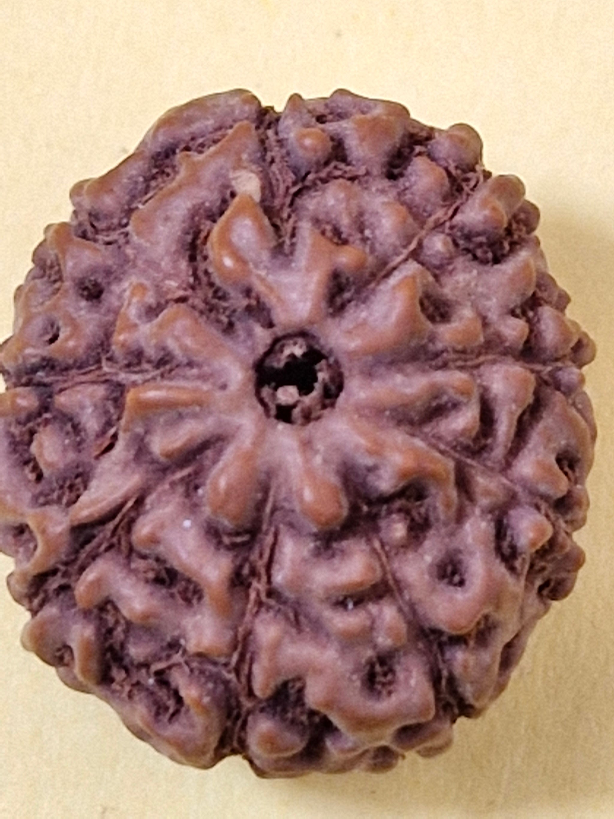 9 Mukhi Indonesian Rudraksha (Big Size with X-Ray) 17mm+ – Divine Energy of Goddess Durga for Power, Protection & Fearlessness