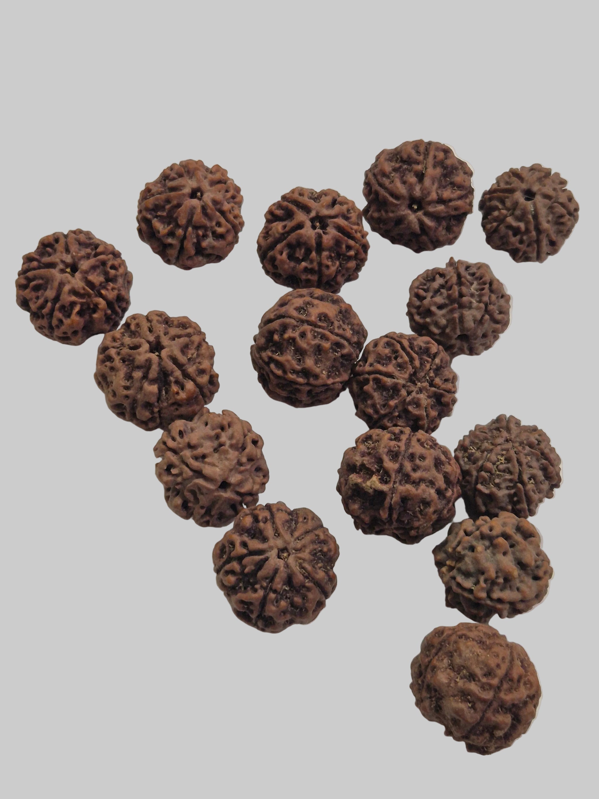 Natural 5 Mukhi Rudraksha Wholesale Lot – Nepal | 20–21mm