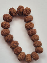 9–10 Mukhi Rudraksha Protection Bracelet | Shields from Negative Energy | 11–15mm | X-ray Certified sample