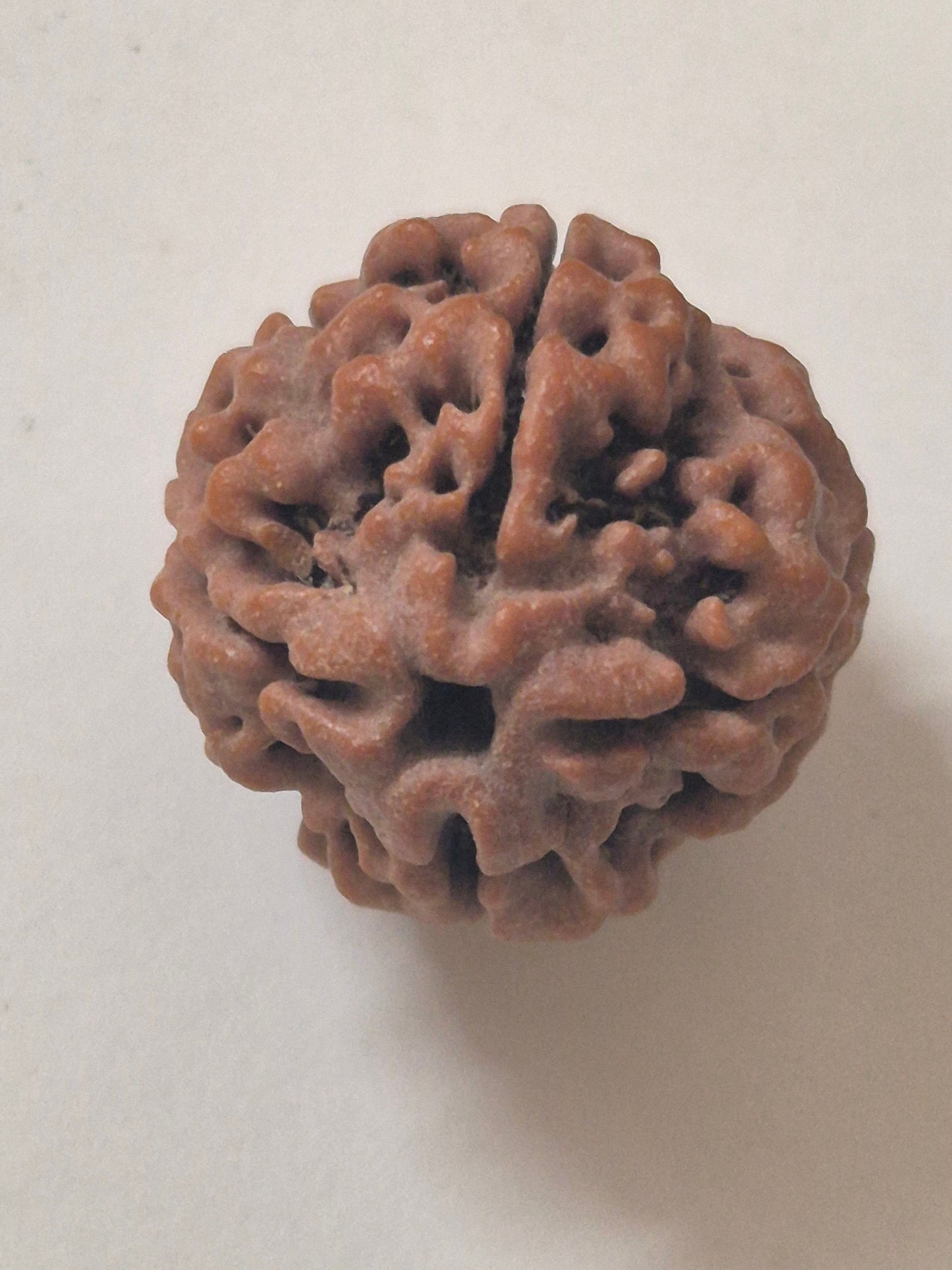 4 Mukhi Nepal Rudraksha 21mm+ with x-ray – Blessings of Lord Brahma for Knowledge, Creativity & Wisdom