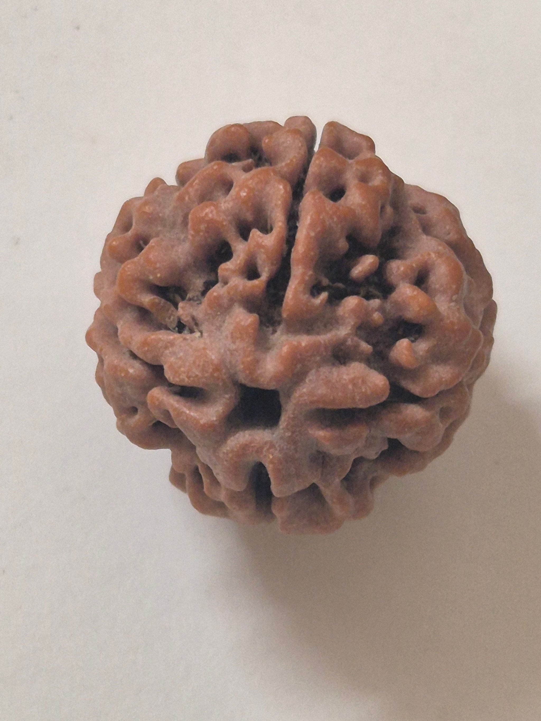 4 Mukhi Nepal Rudraksha 21mm+ with x-ray – Blessings of Lord Brahma for Knowledge, Creativity & Wisdom