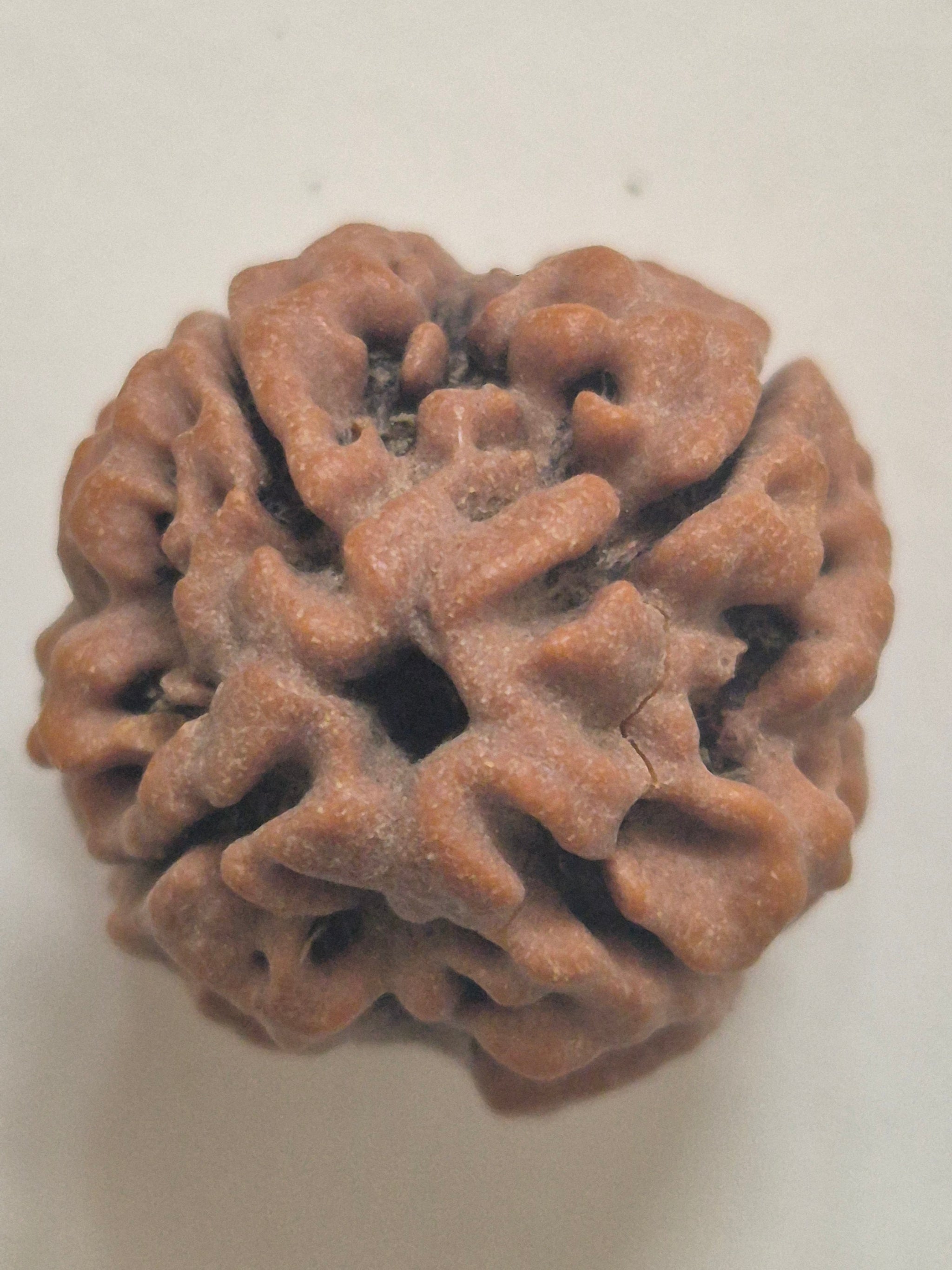 4 Mukhi Nepal Rudraksha 21mm+ with x-ray – Blessings of Lord Brahma for Knowledge, Creativity & Wisdom