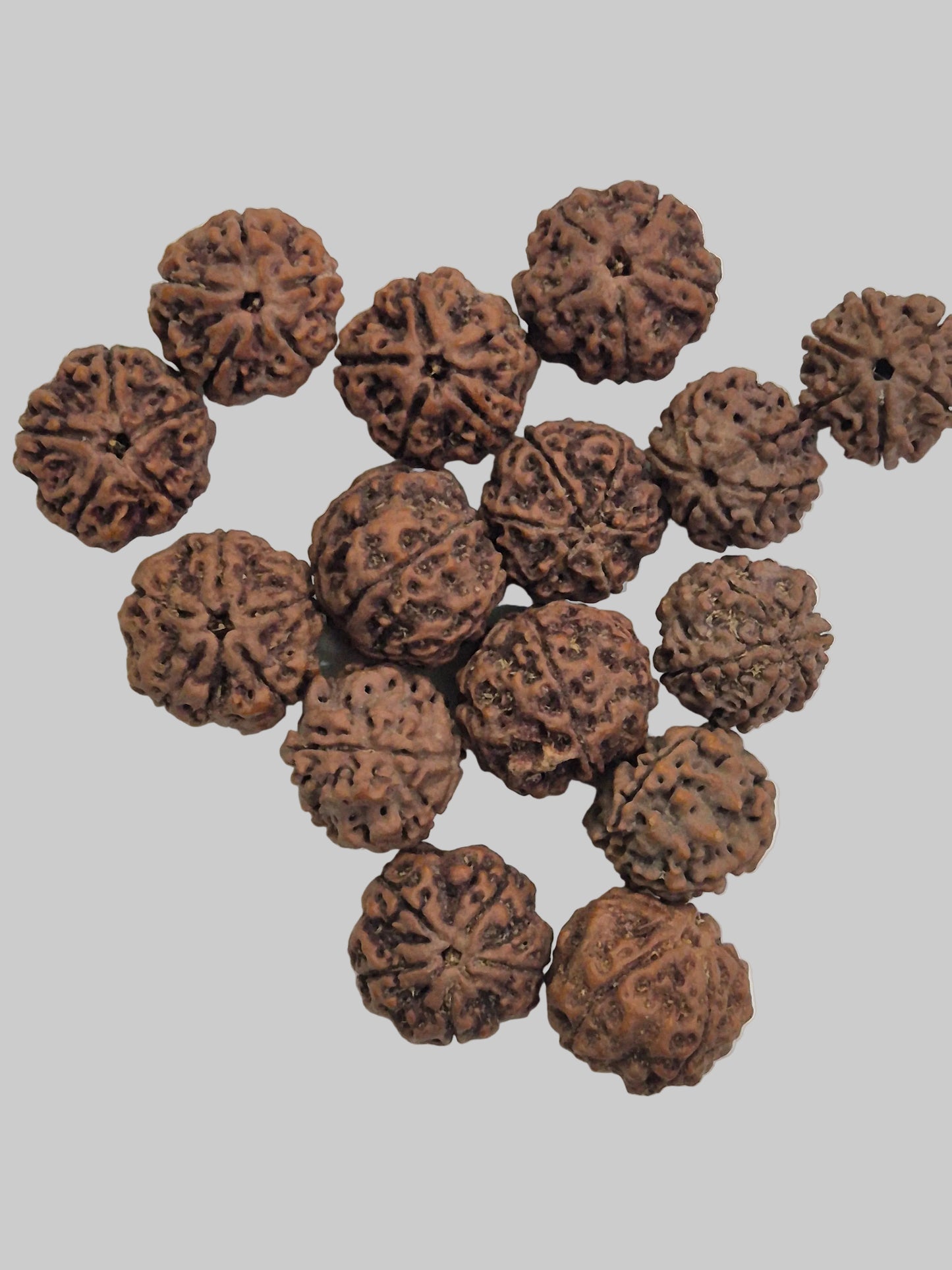 Natural 5 Mukhi Rudraksha Wholesale Lot – Nepal | 20–21mm