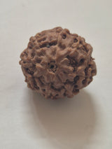 8 Mukhi Indonesian Rudraksha (16mm+) | X-Ray Certified Original Bead