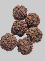 4 Mukhi Rudraksha Wholesale Pack (20–21mm) | Genuine Nepal Beads