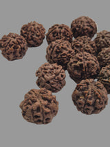 Natural 5 Mukhi Rudraksha Wholesale Lot – Nepal | 20–21mm