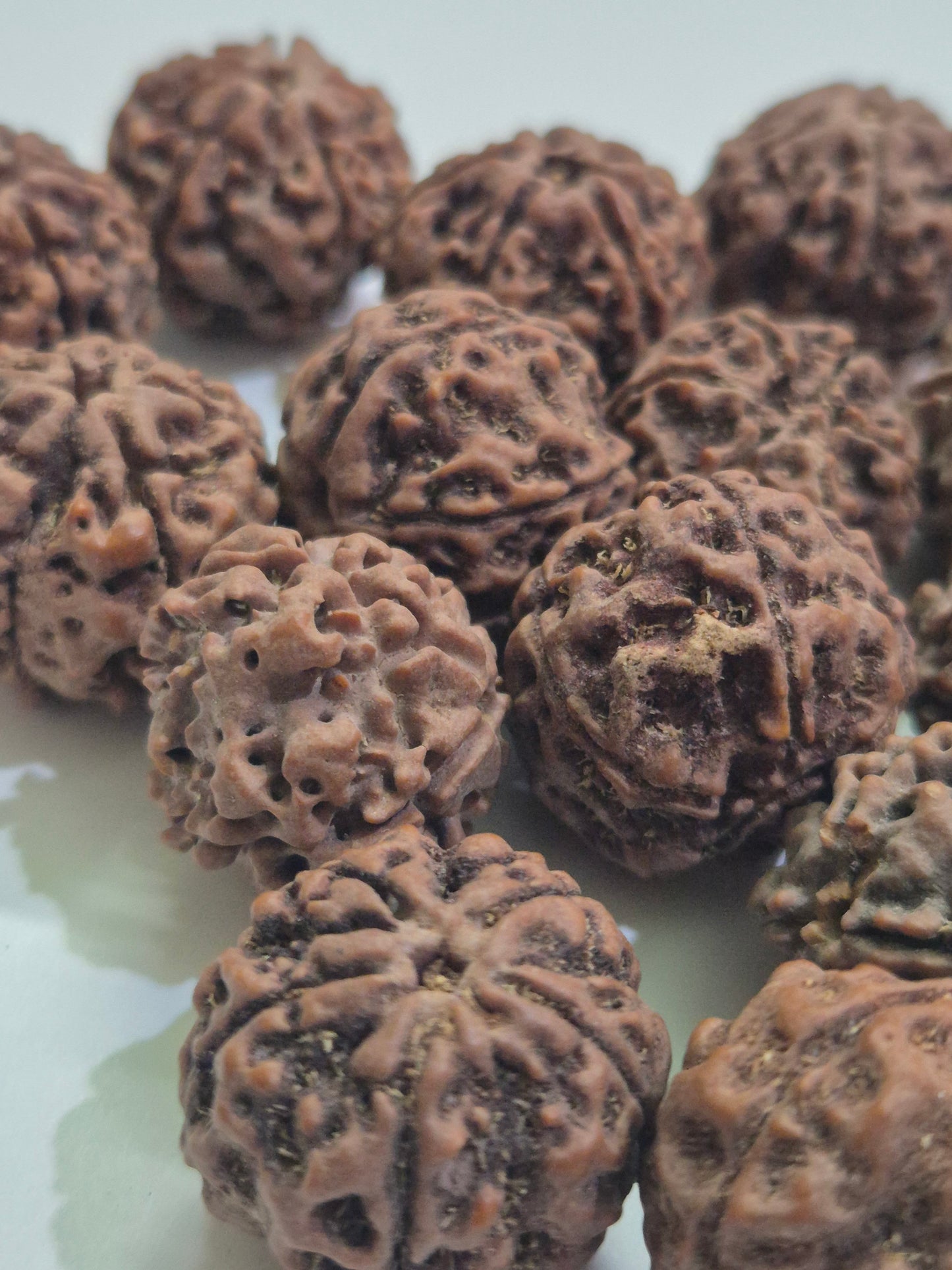 Natural 5 Mukhi Rudraksha Wholesale Lot – Nepal | 20–21mm