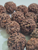 Natural 5 Mukhi Rudraksha Wholesale Lot – Nepal | 20–21mm