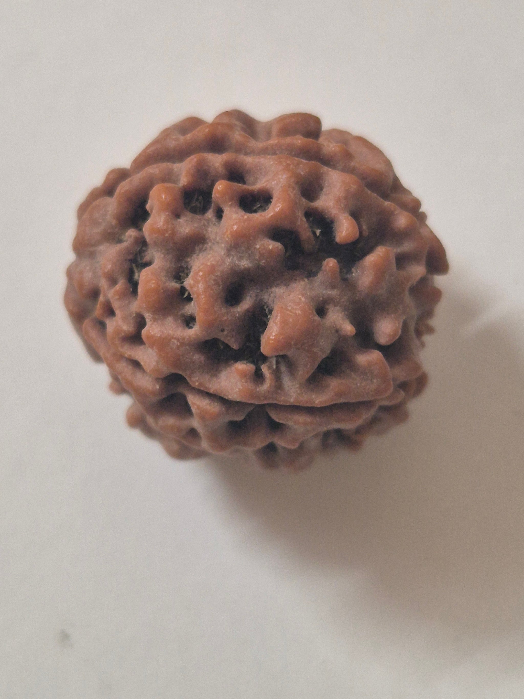 4 Mukhi Nepal Rudraksha 21mm+ with x-ray – Blessings of Lord Brahma for Knowledge, Creativity & Wisdom