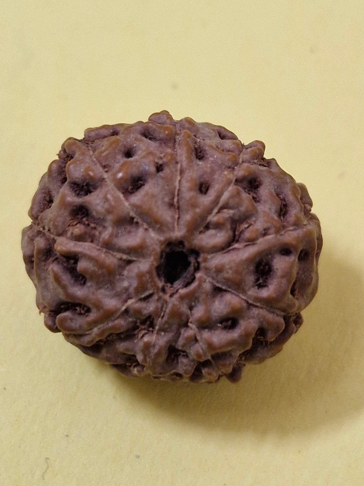 9 Mukhi Indonesian Rudraksha (Big Size with X-Ray) 17mm+ – Divine Energy of Goddess Durga for Power, Protection & Fearlessness