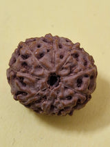 9 Mukhi Indonesian Rudraksha (Big Size with X-Ray) 17mm+ – Divine Energy of Goddess Durga for Power, Protection & Fearlessness