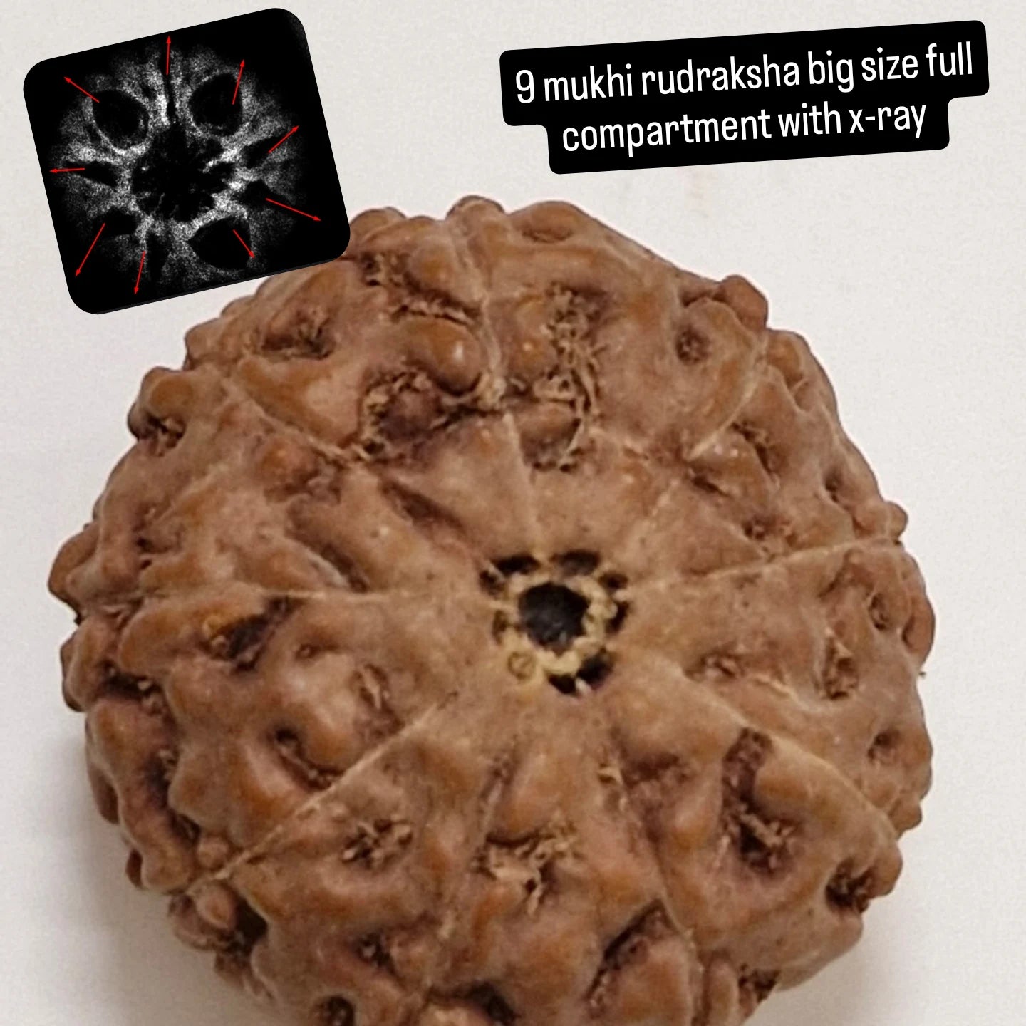 9 मुखी इंडोनेशियाई रुद्राक्ष (एक्स-रे सहित बड़ा आकार) – शक्ति, सुरक्षा और निर्भीकता के लिए देवी दुर्गा की दिव्य ऊर्जा 