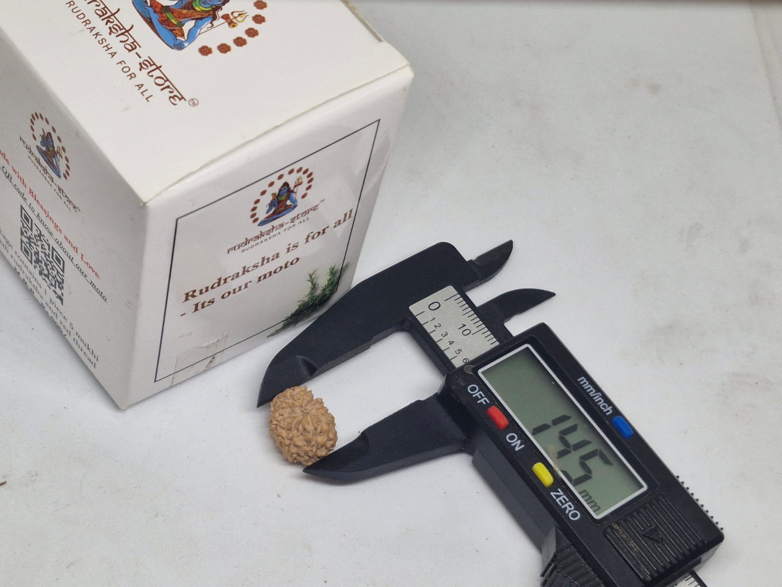 13 Mukhi Indonesian Rudraksha (11-15mm with X-Ray) – Blessings of Lord Kamadeva & Lord Indra for Charm, Success & Prosperity