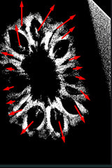 17 Mukhi Indonesian Rudraksha (16mm+ with X-Ray) – Divine Grace of Goddess Katyayani for Prosperity, Relationships & Spiritual Growth