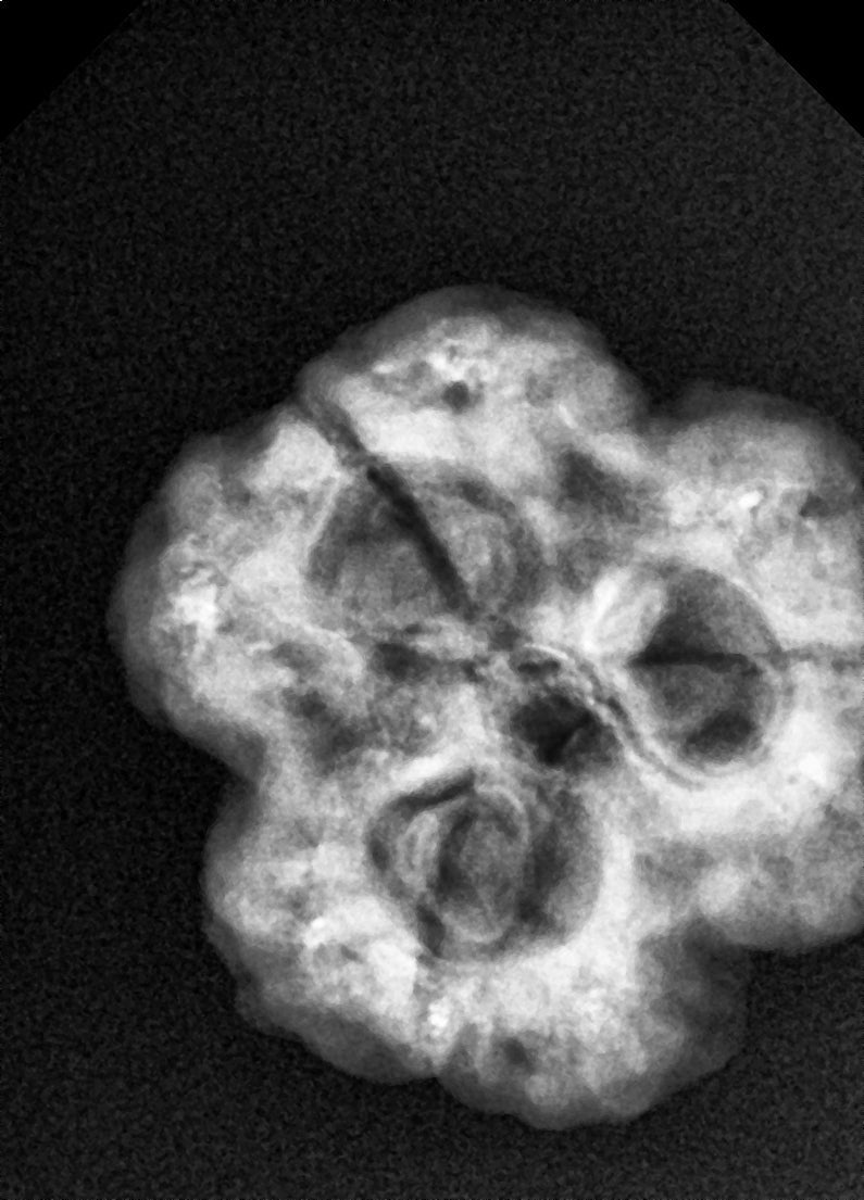 🕉️ 3 Mukhi Nepal Rudraksha – Powerful Symbol of Purity, Courage & Karmic Cleansing