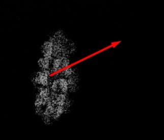 1 Mukhi Small Rudraksha with X-Ray Certificate