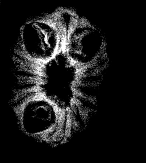 14 Mukhi Indonesian Rudraksha (12-15mm+ with X-Ray) – Supreme Protection of Lord Hanuman & Lord Shiva for Fearlessness & Success