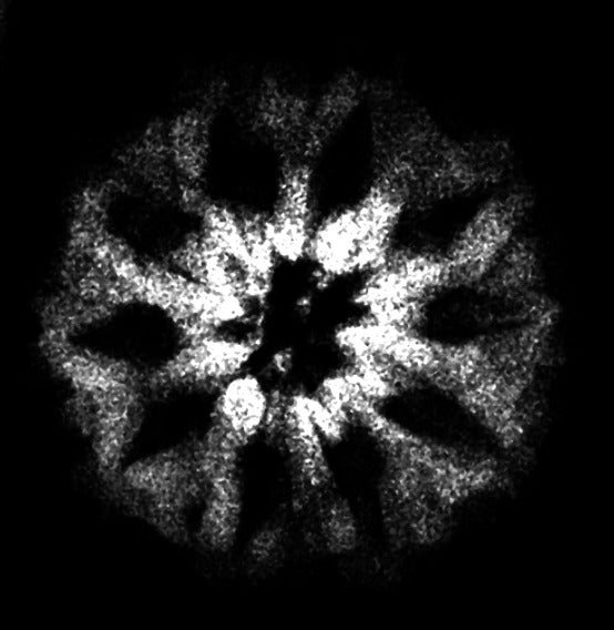 10 Mukhi Indonesian Rudraksha (Big Size with X-Ray) – Divine Shield of Lord Vishnu for Protection, Peace & Spiritual Power