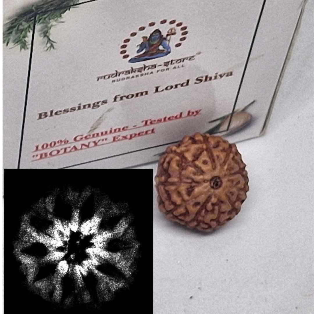 10mukhi_indo_amazon 10 Mukhi Indonesian Rudraksha (Big Size with X-Ray) – Divine Shield of Lord Vishnu for Protection, Peace & Spiritual Power - Image 1