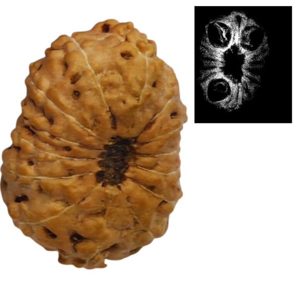 14 Mukhi Indonesian Rudraksha (12-15mm+ with X-Ray) – Supreme Protection of Lord Hanuman & Lord Shiva for Fearlessness & Success