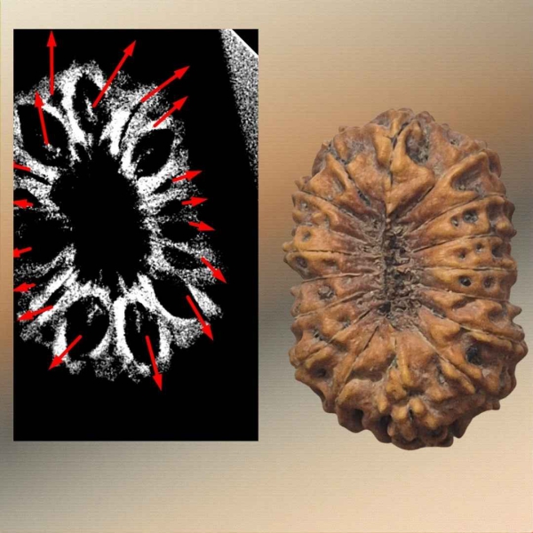 17 Mukhi Indonesian Rudraksha (16mm+ with X-Ray) – Divine Grace of Goddess Katyayani for Prosperity, Relationships & Spiritual Growth