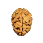 2 Mukhi Nepal
