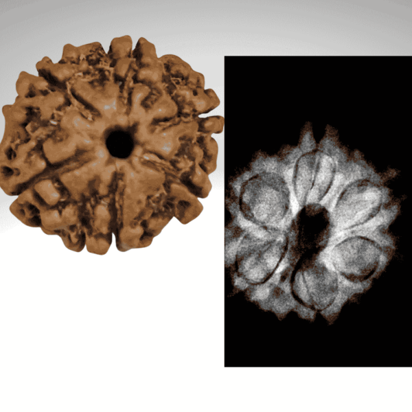🕉️ 6 Mukhi Nepal Rudraksha – Blessings of Lord Kartikeya for Courage, Confidence & Emotional Balance