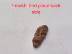 1 Mukhi Small Rudraksha with X-Ray Certificate - Image 3
