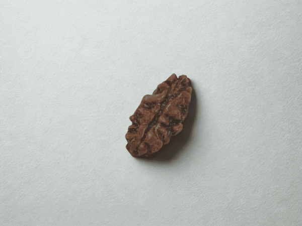 1 Mukhi Small Rudraksha with X-Ray Certificate