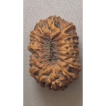 17 Mukhi Indonesian Rudraksha (16mm+ with X-Ray) – Divine Grace of Goddess Katyayani for Prosperity, Relationships & Spiritual Growth - Image 2