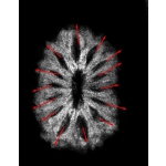 12 Mukhi Indonesian with X-ray - Image 2