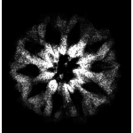 10 Mukhi Indonesian Rudraksha (Big Size with X-Ray) – Divine Shield of Lord Vishnu for Protection, Peace & Spiritual Power - Image 2