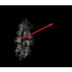 1 Mukhi Small Rudraksha with X-Ray Certificate - Image 2