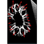 17 Mukhi Indonesian Rudraksha (16mm+ with X-Ray) – Divine Grace of Goddess Katyayani for Prosperity, Relationships & Spiritual Growth - Image 3