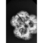 🕉️ 3 Mukhi Nepal Rudraksha – Powerful Symbol of Purity, Courage & Karmic Cleansing - Image 2