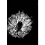 🕉️ 6 Mukhi Nepal Rudraksha – Blessings of Lord Kartikeya for Courage, Confidence & Emotional Balance - Image 2