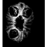 14 Mukhi Indonesian Rudraksha (12-15mm+ with X-Ray) – Supreme Protection of Lord Hanuman & Lord Shiva for Fearlessness & Success - Image 2