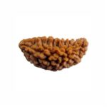 1 Mukhi Indian Rudraksha Small
