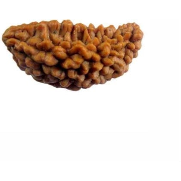1 Mukhi Indian Rudraksha Small