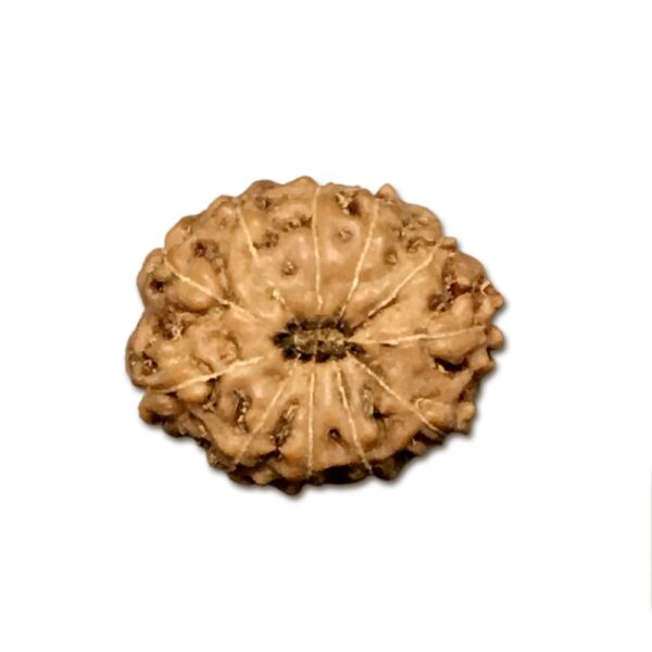 11 Mukhi Indonesian Rudraksha (Big Size with X-Ray) – Divine Power of Lord Hanuman for Courage, Wisdom & Protection