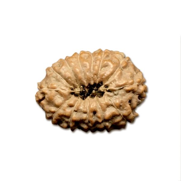 13 Mukhi Indonesian Rudraksha (16mm+ with X-Ray) – Blessings of Lord Kamadeva & Lord Indra for Charm, Success & Prosperity