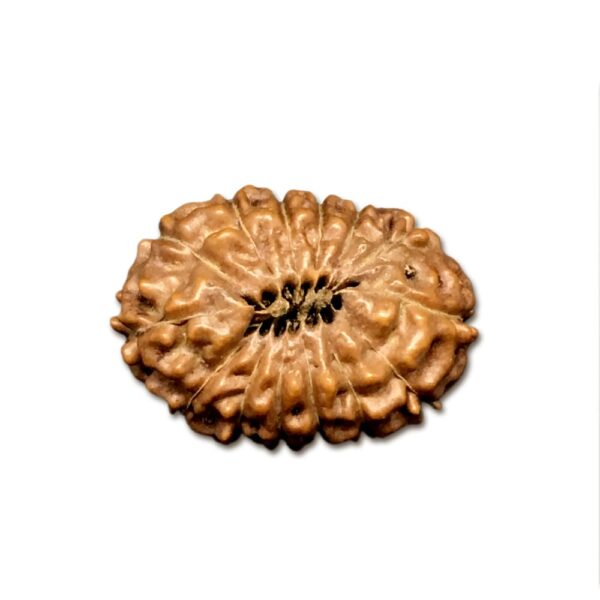 14 Mukhi Indonesian Rudraksha (16mm+ with X-Ray) – Supreme Protection of Lord Hanuman & Lord Shiva for Fearlessness & Success
