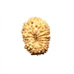 15 Mukhi Indonesian Rudraksha (16mm+ with X-Ray) – Divine Blessings of Lord Pashupatinath (Shiva) for Love, Healing & Manifestation