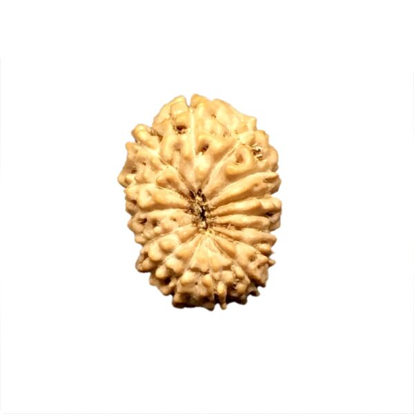 15 Mukhi Indonesian Rudraksha (16mm+ with X-Ray) – Divine Blessings of Lord Pashupatinath (Shiva) for Love, Healing & Manifestation