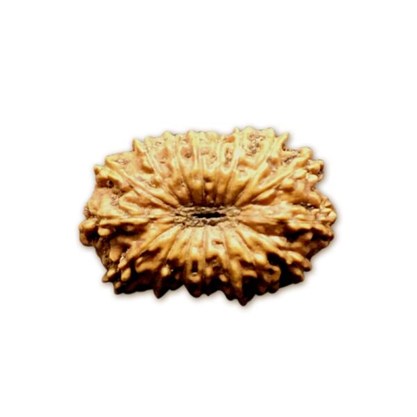 17 Mukhi Indonesian Rudraksha (16mm+ with X-Ray) – Divine Grace of Goddess Katyayani for Prosperity, Relationships & Spiritual Growth